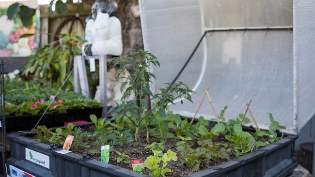 The Vegepod is self-contained growing space for all kinds of plants. Photo: Dominika Lis