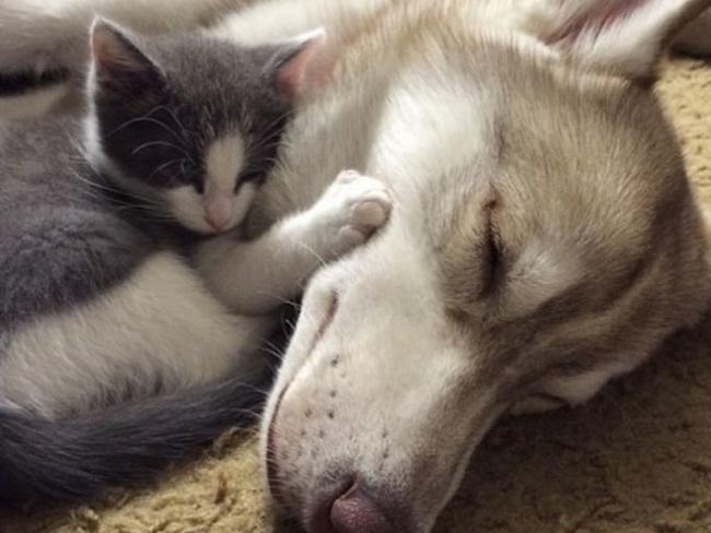 Lilo and Rosie - Siberian husky adopts a sick cat named Rosie - Picture: Instagram