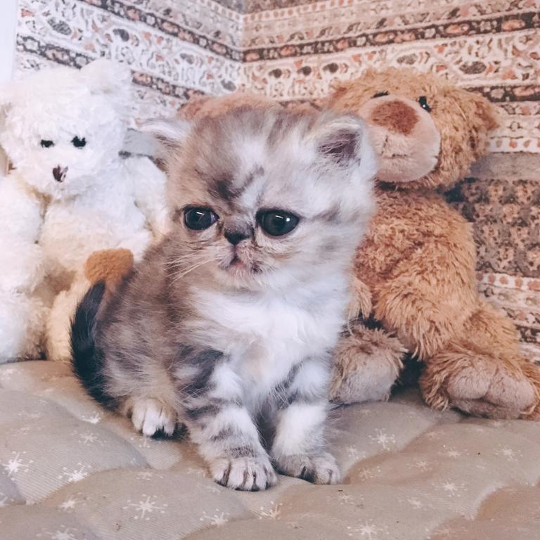 Meet Herman: The ultimate scaredy cat