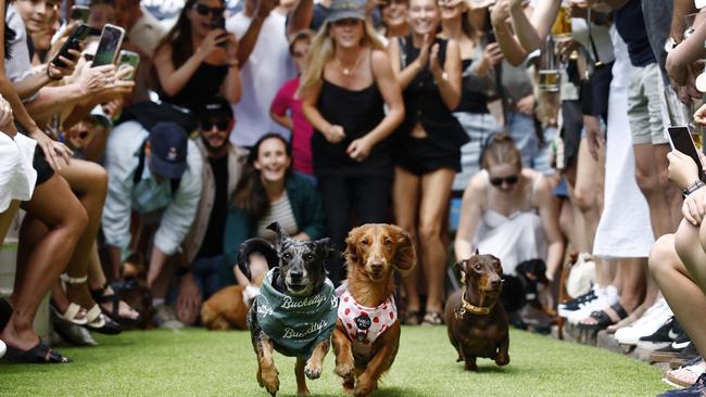 Action from the Bucketty's Brewing Co Dachshund Races, part of Brookie Fest. Picture: Richard Dobson