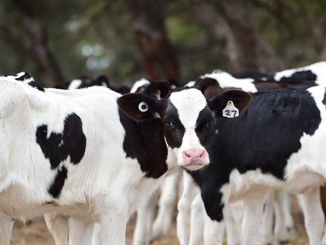 International dairy prices softened in 2023. Picture: Zoe Phillips