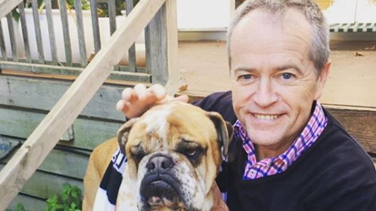 Bill Shorten with his (unhappy) dog Theo in a Collingwood scarf. Picture: Instagram/