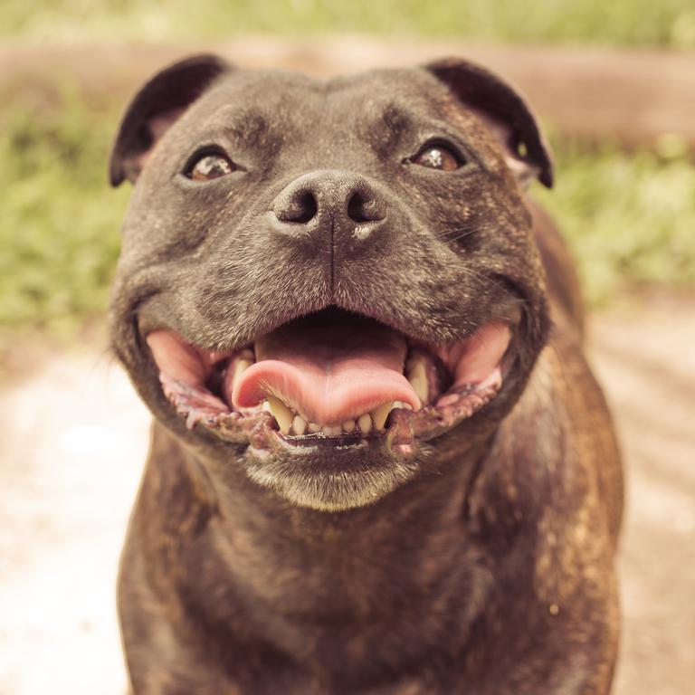 Nothing like a happy Staffy smile! Bonnie Muller Picture: Jessica muller