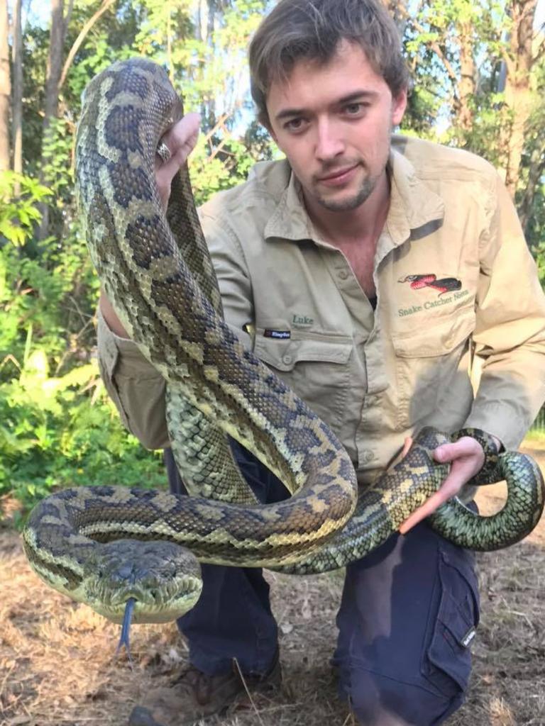 Snake Catcher Noosa owner Luke Huntley says he is expecting baby snakes to be "everywhere". Picture: Supplied