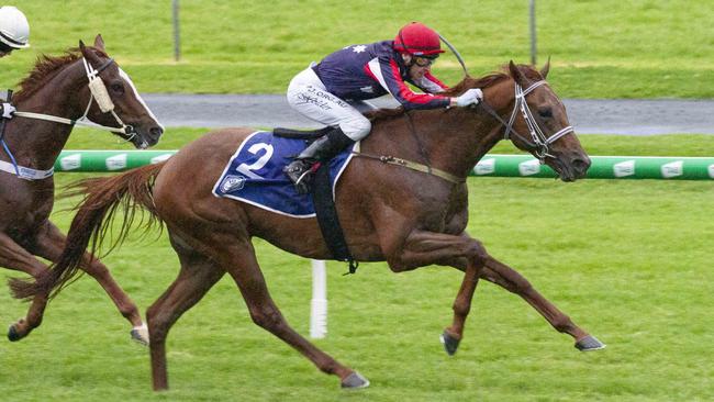 Smart South Australian galloper Dalasan returns to Sydney and is ready to peak third-up in the Epsom. Picture: Atkins Photography