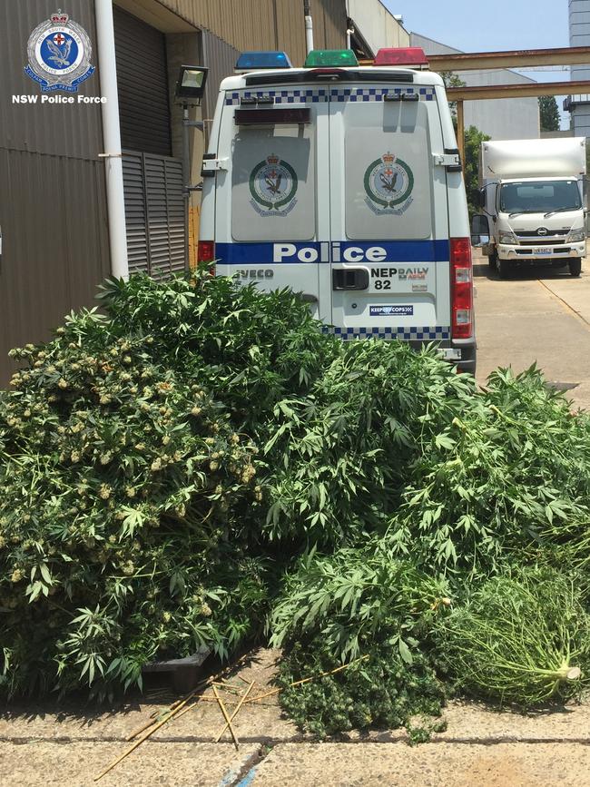 Five men were charged after cannabis plants worth more than $3.7 million were seized from factories in Artarmon. Picture: NSW Police