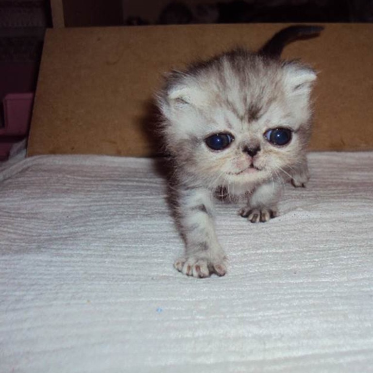 Herman the Scaredy Cat, A Sweet Kitten Whose Giant Eyes Give Him a Look of  Eternal Fright