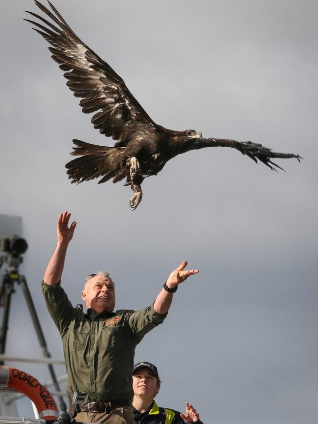 Raptor Refuge operator Craig Webb releases a rehabilitated wedge-tailed eagle. Picture: BRONWYN SCANLON, RAPTORREFUGE.COM.AU