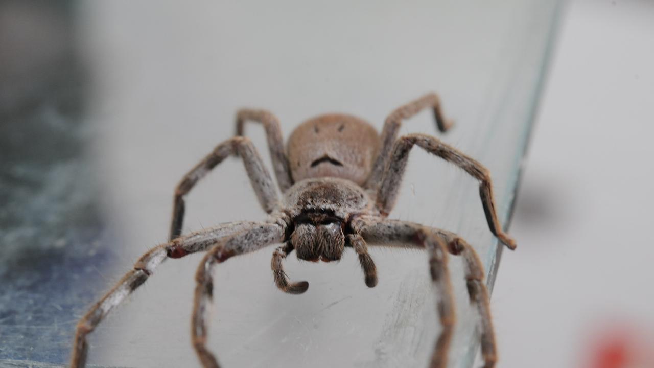 sikkerhed Berolige Repaste Reddit: spider divides internet, huntsman, toilet paper, Australia |  news.com.au — Australia's leading news site
