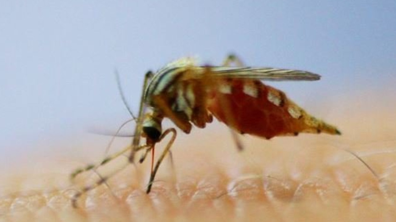 The Ross River virus could spread further south,