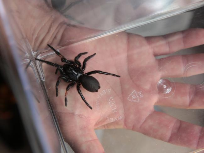 This funnel-web was discovered in Wedderburn, Victoria.