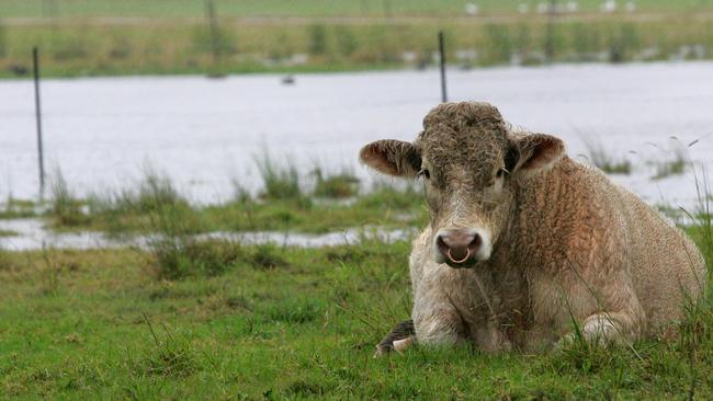 Farmers across most parts of eastern Australia have recorded a wetter-than-average start to the year.