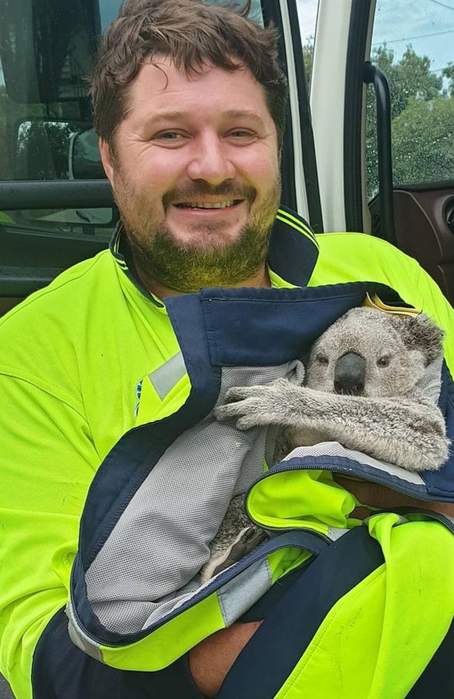 Nola the young koala with Scott Wheeler, who found her injured on the side of a road. Picture: NQ Wildlife Care