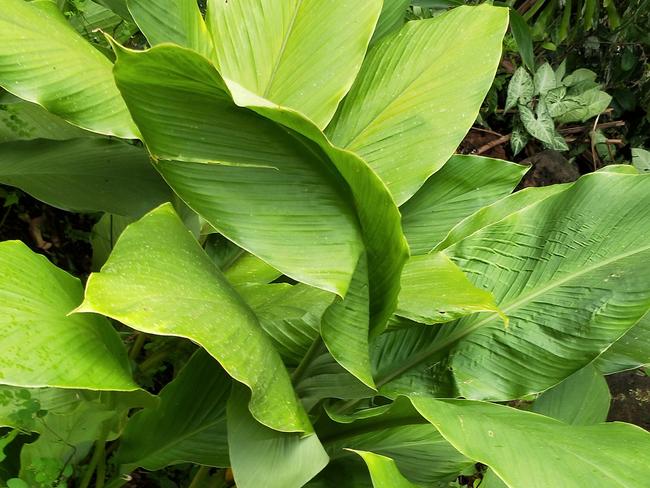 Turmeric's large beautiful green leaves in the paddock. The superfood is gaining in popularity and is an emerging agricultural industry on the Tablelands.