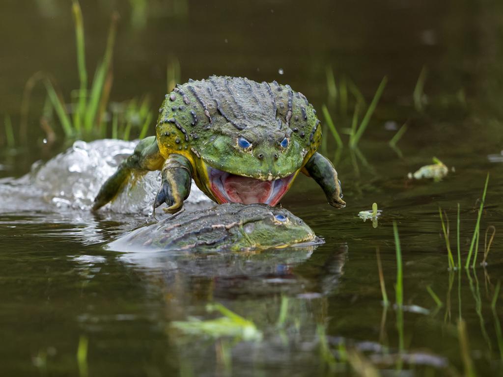 The Nature Conservancy announces two Australian winners in 2023 photo ...