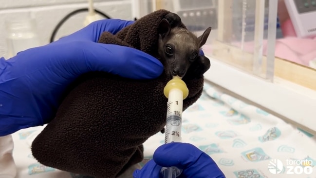 The Bat Who Lived Toronto Zoo S Newest Winged Arrival Is Recovers   A1e72aa2b374107f7d24c51b55327c98