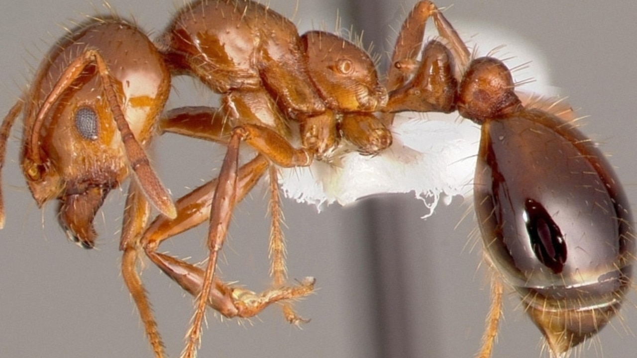 ‘Tiny killers’: Fire ants hitch ride in turf delivery to northern NSW