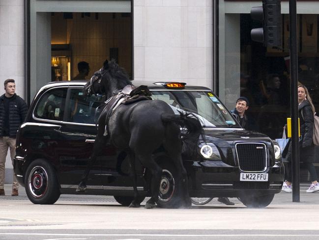 A black horse collides with a London Taxi after bolting down the A4 near Aldwych, central London. Picture: Jordan Pettitt/PA Images via Getty Images