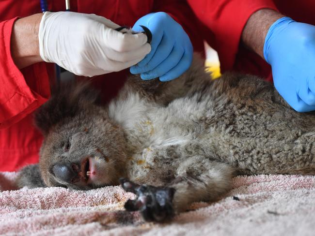 Vets and volunteers treat koalas at the Kangaroo Island Wildlife Park. Picture: AAP / David Mariuz