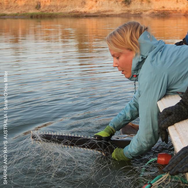 Barbara Wueringer of SARA with a freshwater sawfish at Kowanyama, Far North Qld. Photo: Sarah O'Hea Miller/SARA