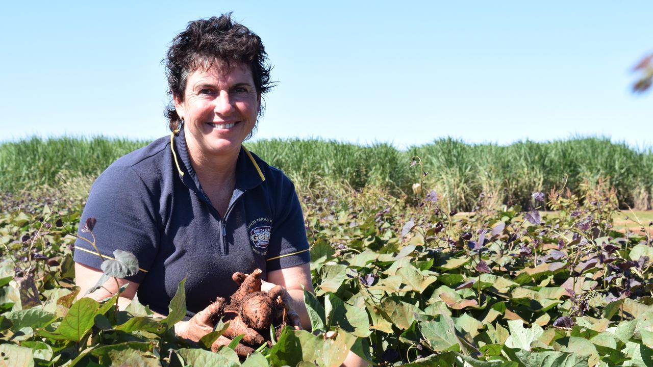 Linda Zunker digs up Bonita potatoes grown on Bundaberg's Windhum Farm. Picture: Eliza Goetze