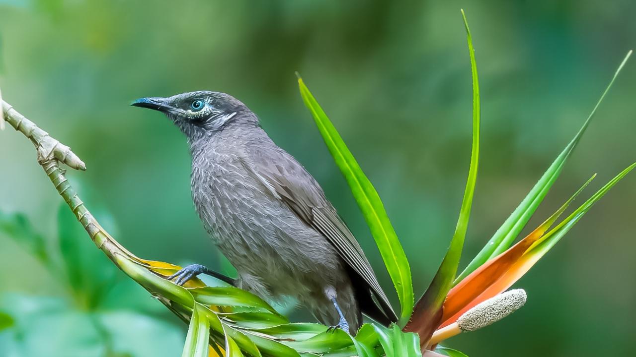 The Eungella Honeyeater is a species of bird only found in the Eungella rainforest.