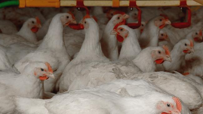 Poultry remains affordable and in strong demand. Picture: Australian Chicken Meat Federation