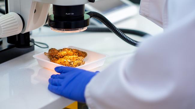 Forensic scientists analyse a sample of the tonnes of drugs imported into the NT. Photograph: Che Chorley