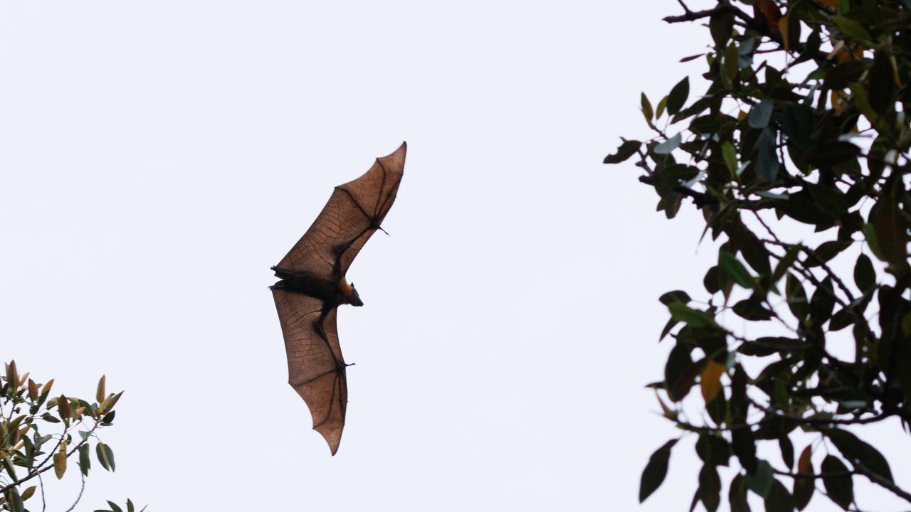 Flying foxes carry lyssavirus, which is potentially deadly to humans and has no known cure. Picture: Max Mason-Hubers