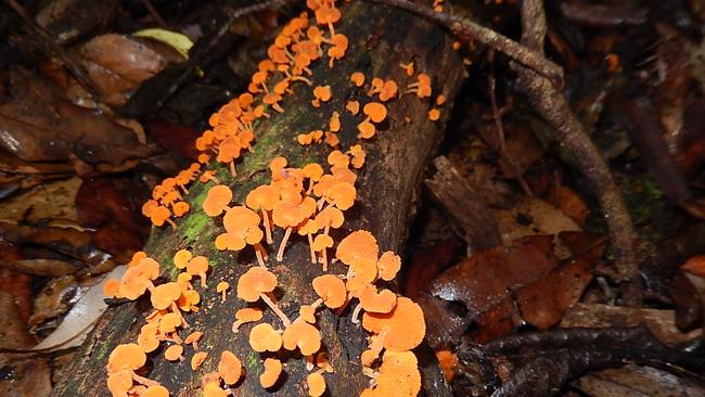 Bob Fairless snapped these tiny fungi beside the Toolona Creek circuit at Binna Burra during a hike.