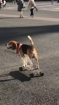 Beagle Skateboards Through Saint Petersburg's Palace Square