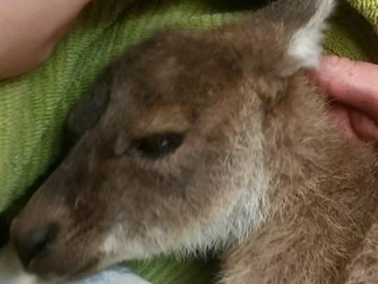 Why photo of this joey went viral