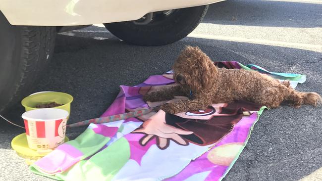 The dog was one of four abandoned by owners in the car park. 