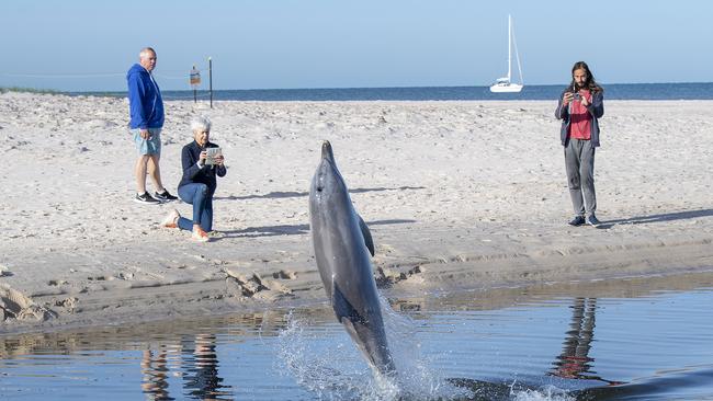 The dolphin was caught by the low tide. Picture Mark Brake