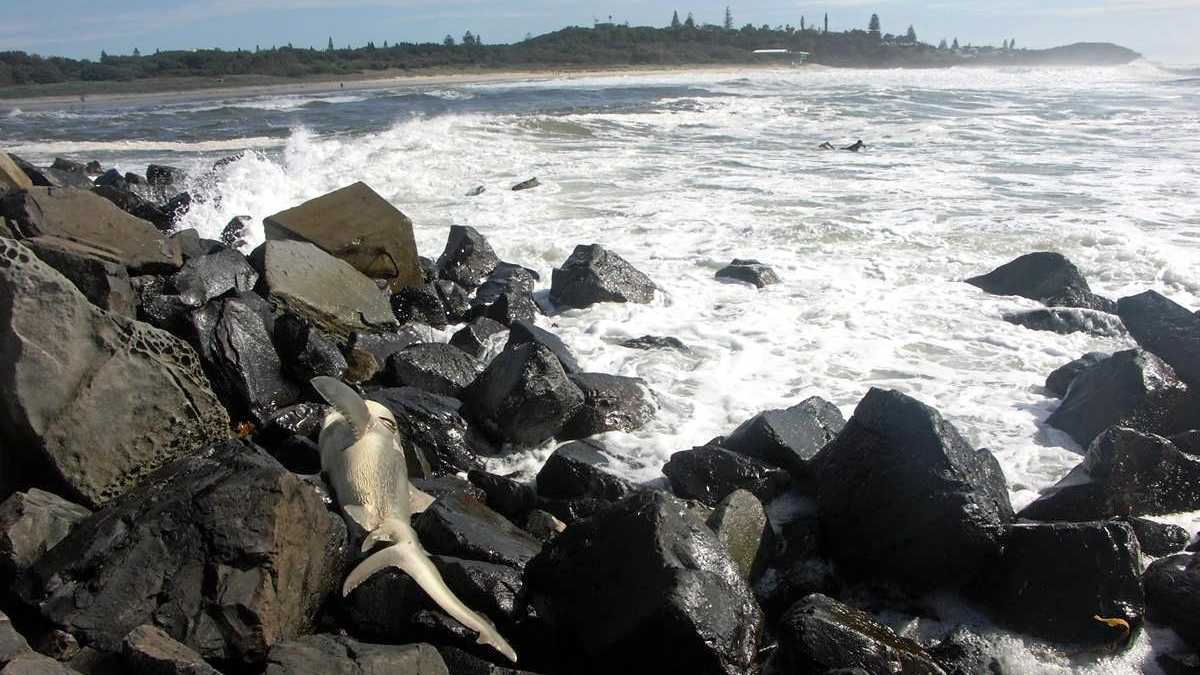 A dead shark washed up on the rocks at North Wall. Picture: Contributed / Ballina Happens