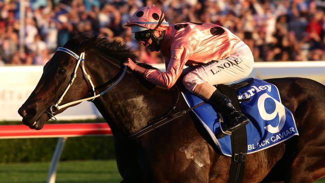 Black Caviar, what a champion.