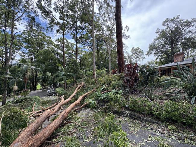 A tree lying across the driveway of the Hanson residence. Picture: Robert White.