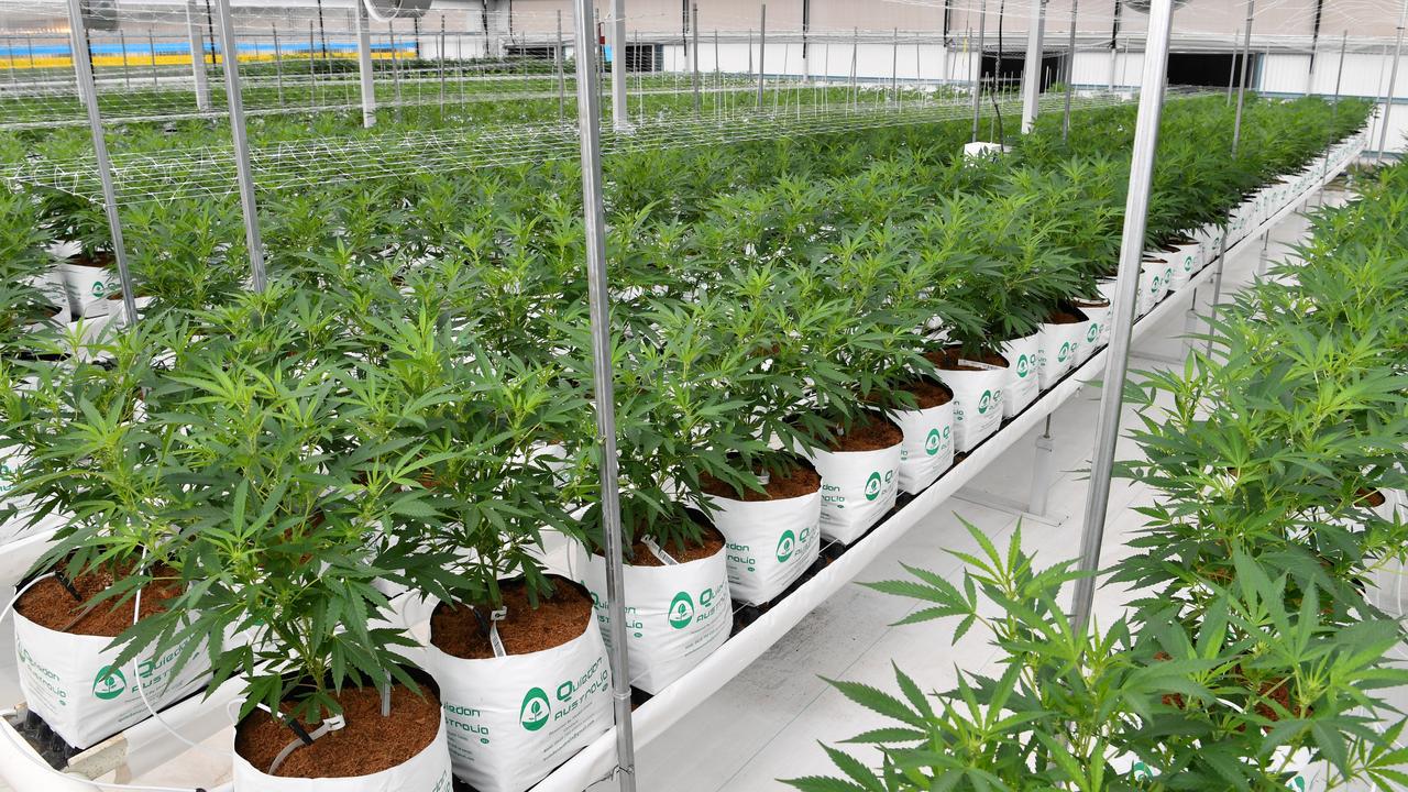 Cannabis firm Tikun Oceania burns through 7m The Courier Mail