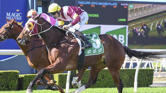 Laspirit Deeler looks hard to beat as she steps up in distance at Scone. Picture: Bradley Photos