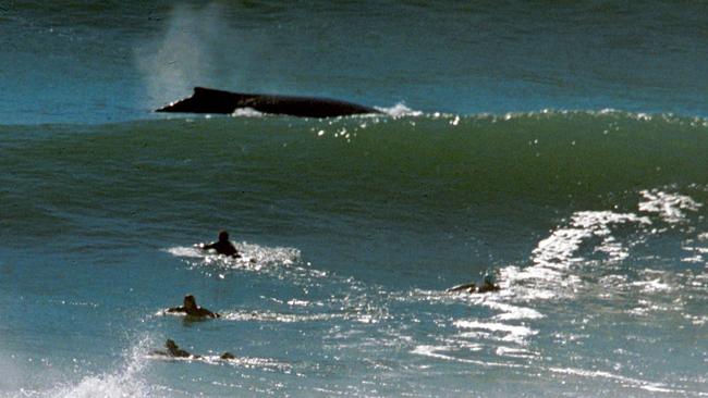 A whale swimming around surfers at Kirra and Coolangatta beach. Photographer: Michael Ross.