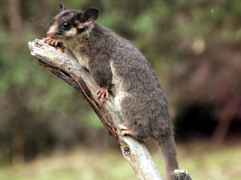 <p>Leadbeater's Possum Picture: supplied</p>