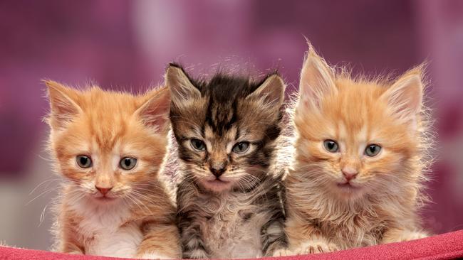 The former Animal Tuckerbox store was acquired by Petstock in 2016. Picture: David Geraghty