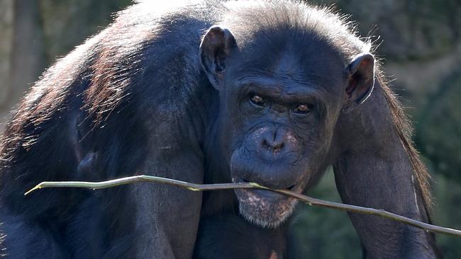 A Taronga contractor observed a Chimpanzee calmly sitting just beyond the perimeter this morning. Picture: Toby Zerna