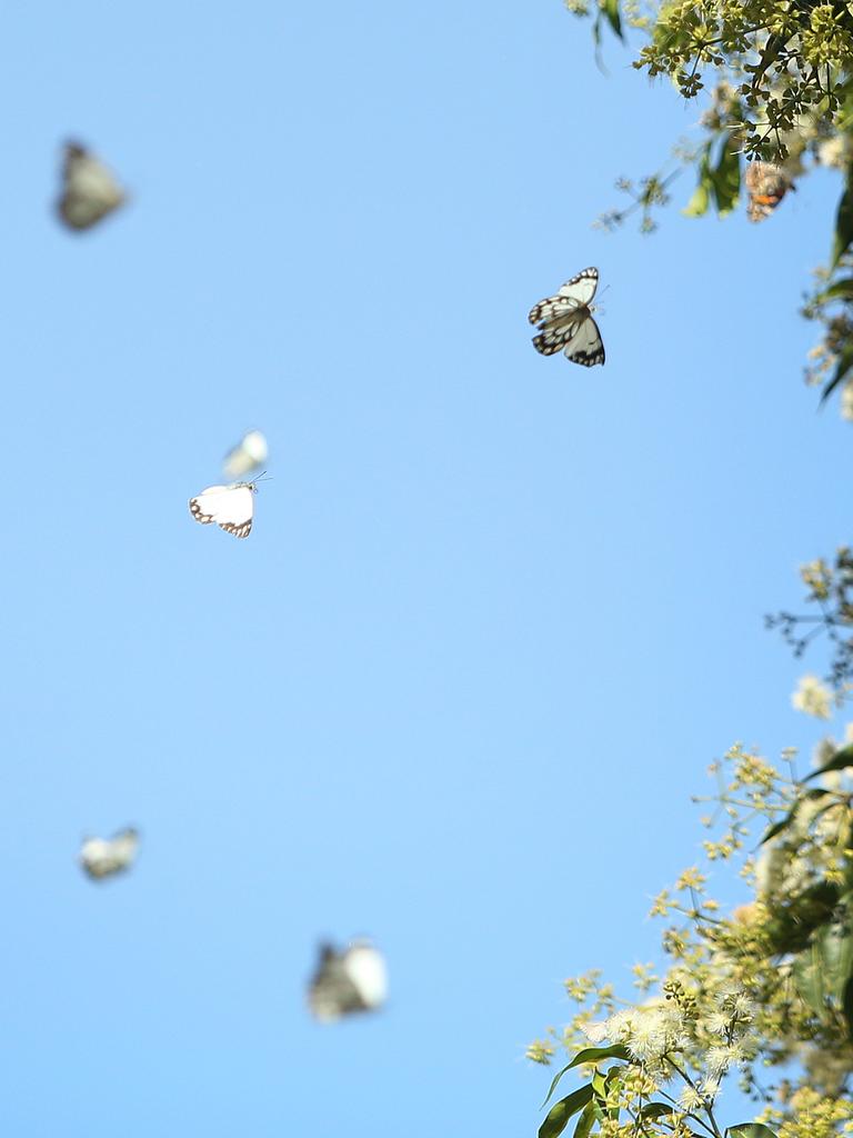 Caper White Butterfly - The Australian Museum