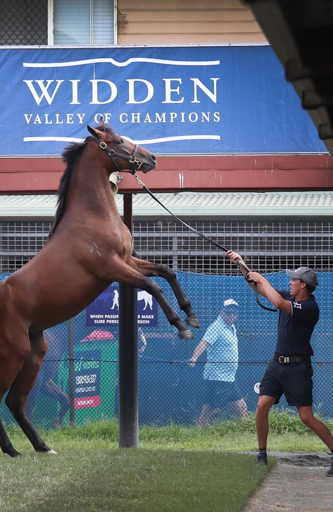 Plenty of talent at pre-sales inspections. Picture: Glenn Hampson