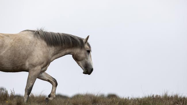 A wild brumby stallion at Racecourse Creek in the Kosciuszko National Park. Picture :Sean Davey.