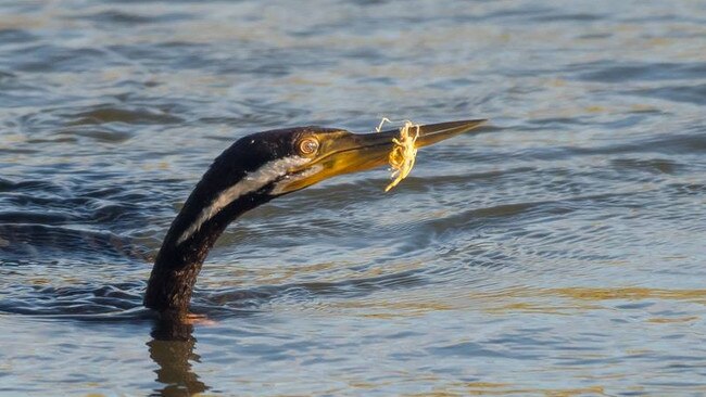 Rowley Goonan helped to save a darter with braided fishing line caught on his serrated beak. Picture: Jan Rodgers