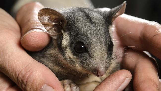 The leadbeater possum has causing havoc for a logging company’s operations in parts of Victoria. File picture.