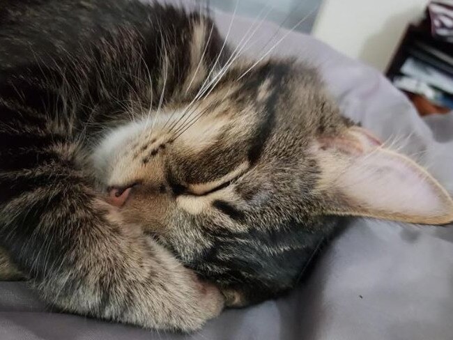 Have you ever seen something so puuuuurfect? Meet Calvin. Picture: Elyse Robinson