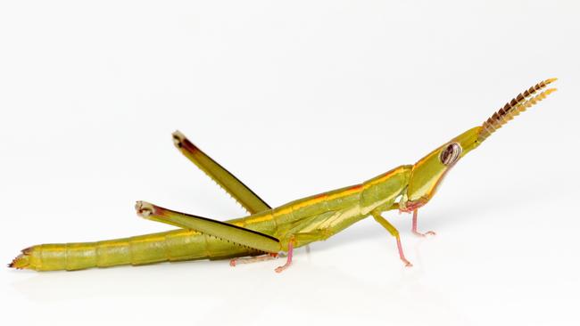 The Australian 'matchstick' grasshopper reproduces without sex. Picture: University of Melbourne